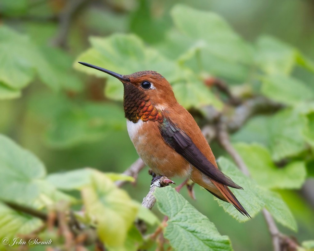 Rufous Hummingbird - June 6th, 2012 - ID: 15488359 © John Shemilt