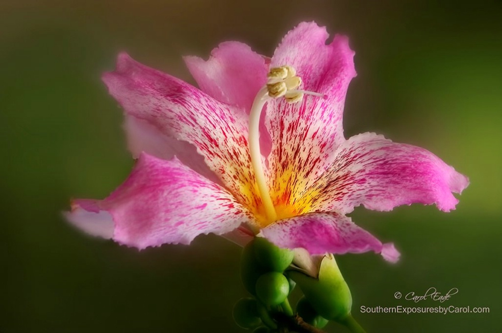 Silk Floss Flower - ID: 15488363 © Carol Eade
