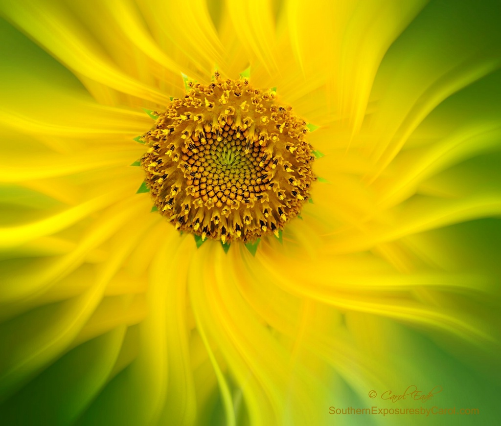 Sunflower Twirl - ID: 15488364 © Carol Eade