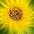 2Sunflower Twirl - ID: 15488364 © Carol Eade