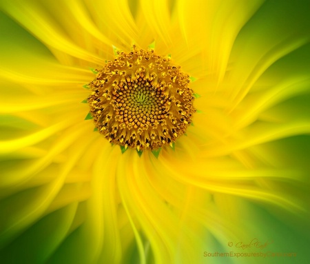 Sunflower Twirl