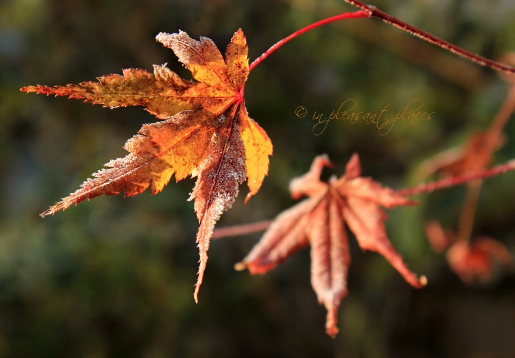 Frosted Copper