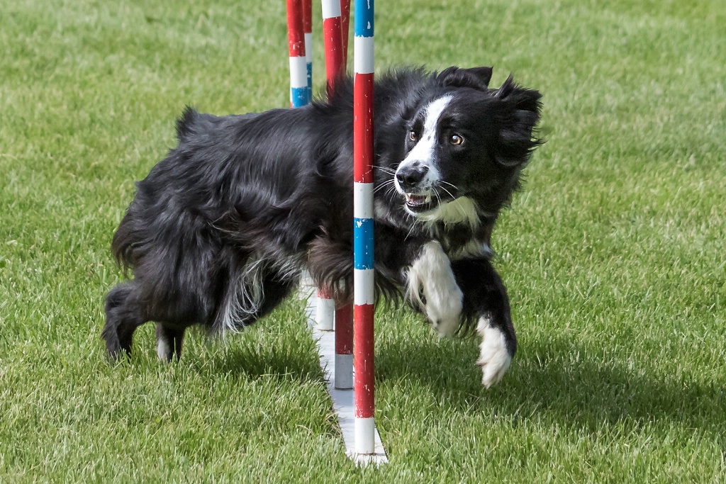 Agility Champ  