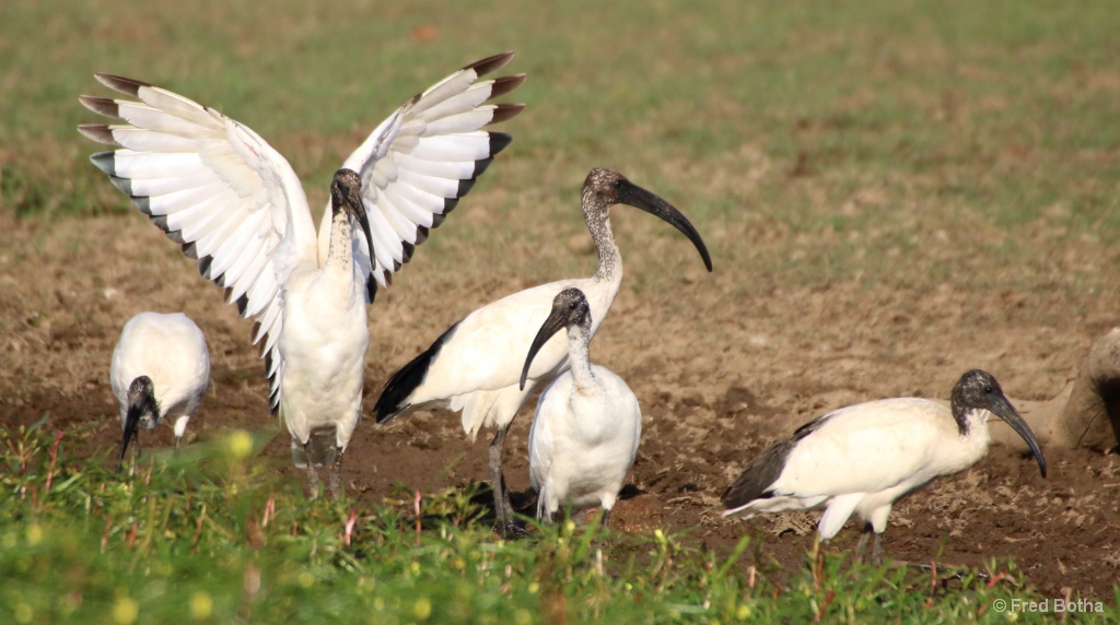 Sacred Ibis Conveying Blessings