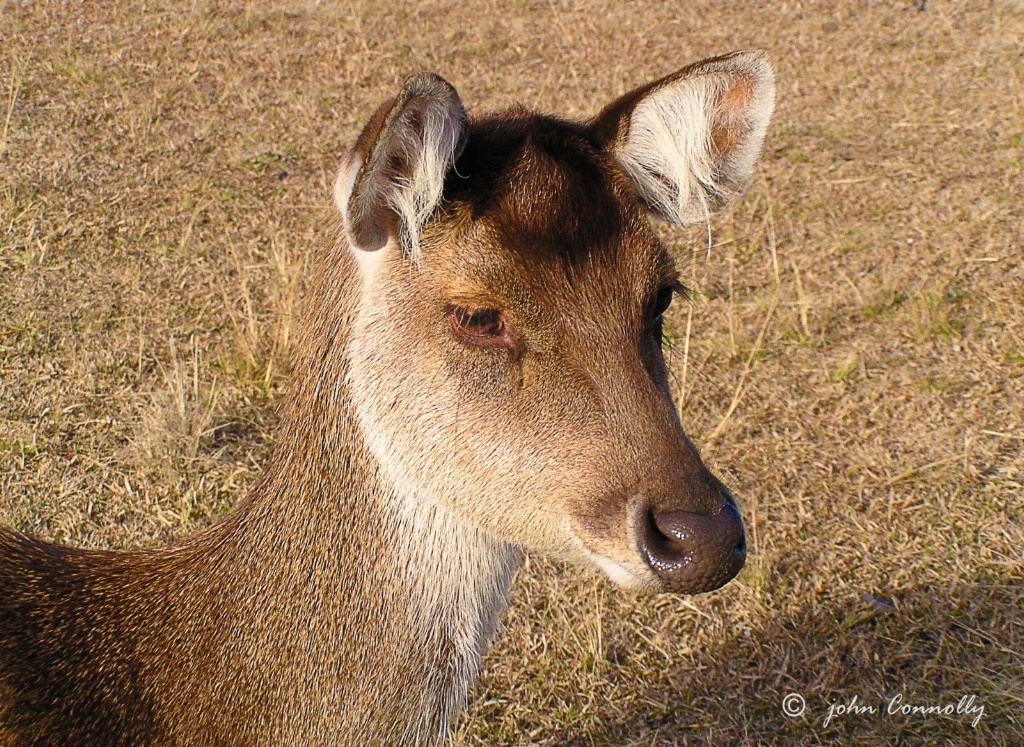 A Deer Thing