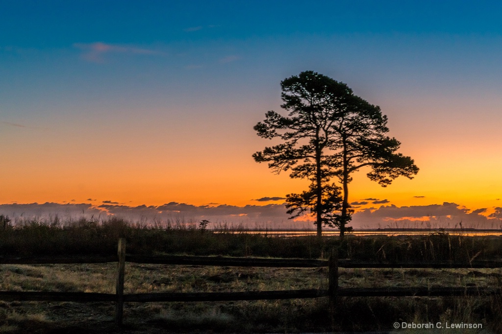 Two Trees at Dawn