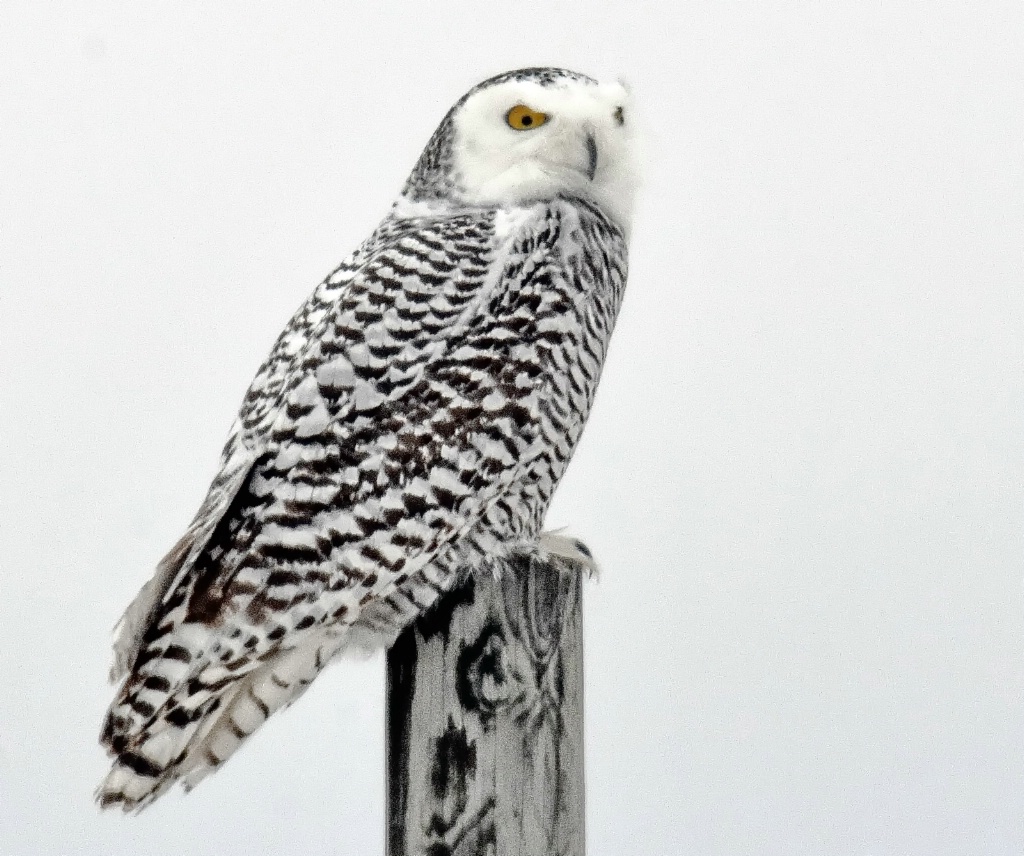 The female Snowy Owl