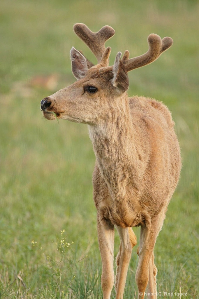 Young Velvet