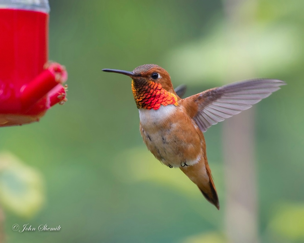 Rufous Hummingbird - June 6th, 2012 - ID: 15488752 © John Shemilt