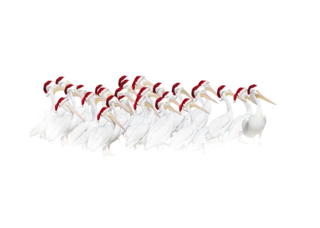 Holiday Pelicans