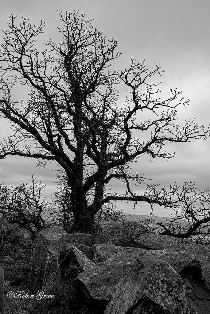 Mount Scott 1 - ID: 15489401 © Robert/Donna Green