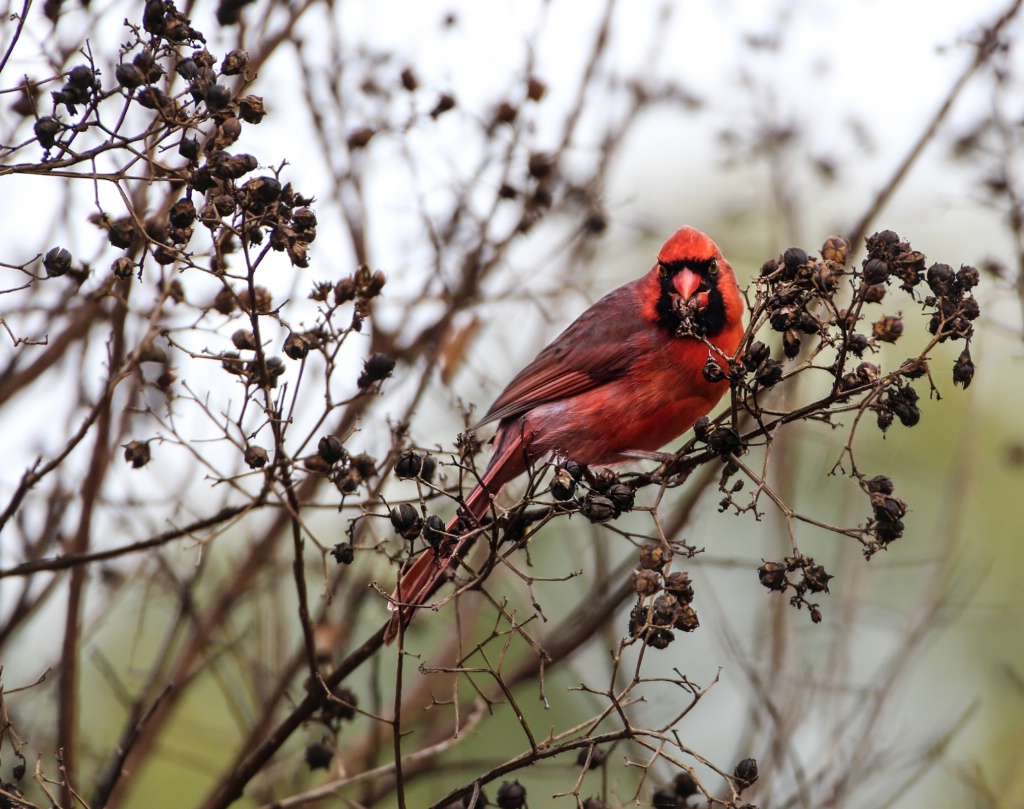 Cardinal 