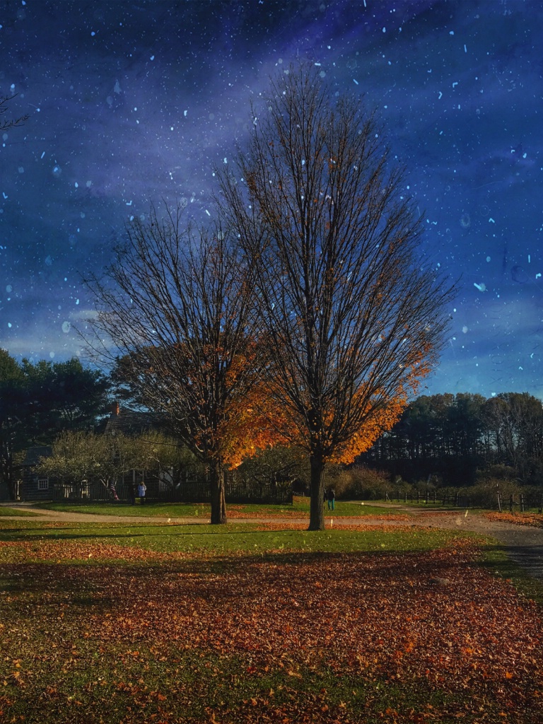 Autumn Trees