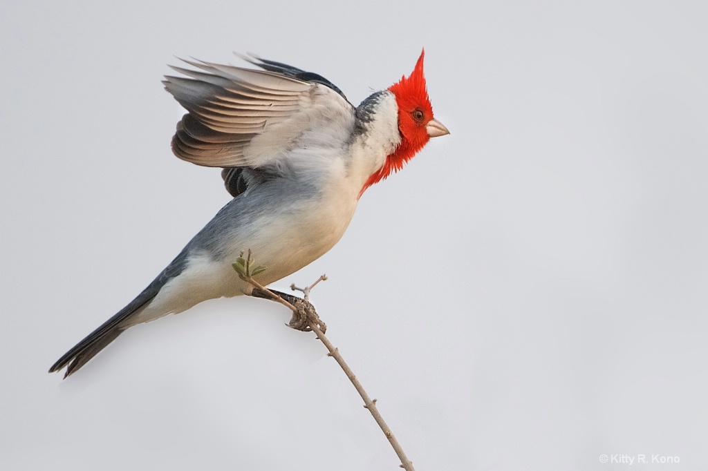 Red Crested Cardinal  - ID: 15489504 © Kitty R. Kono