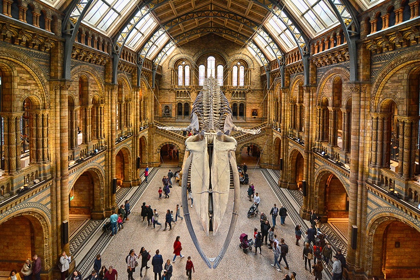 Blue Whale Skeleton