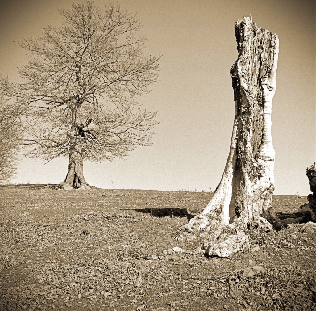 Beech tree & Dead trunk.