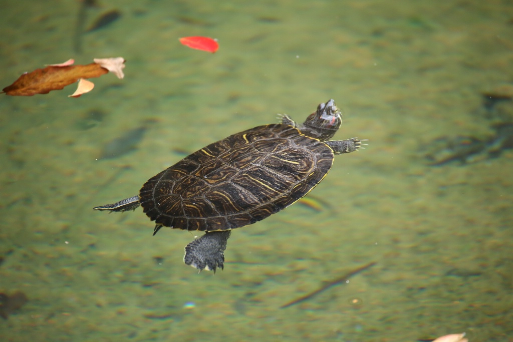 Red-eared slider