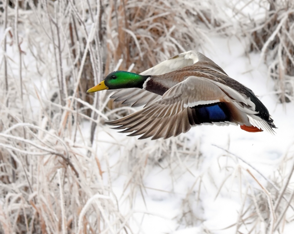 The Mallard Drake 