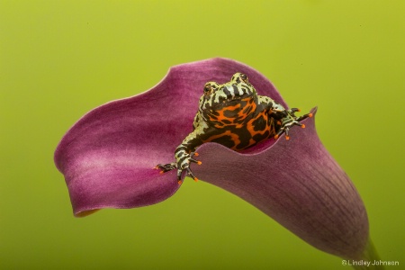 Fire-Bellied Toad