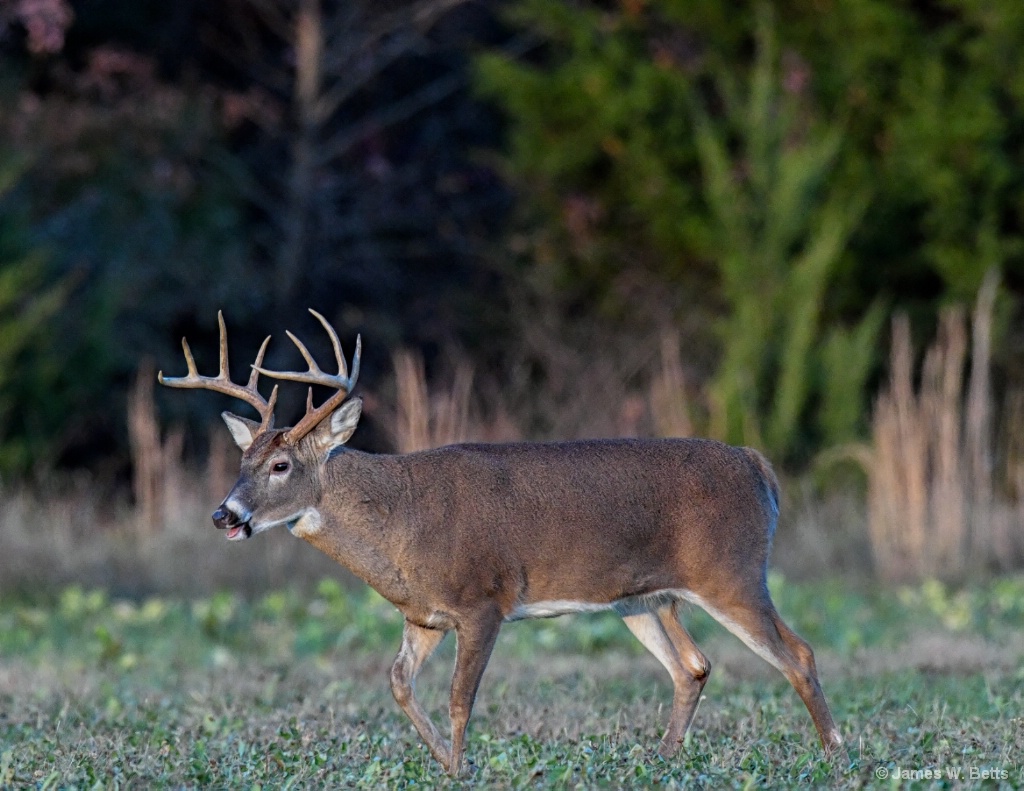 Farm Buck