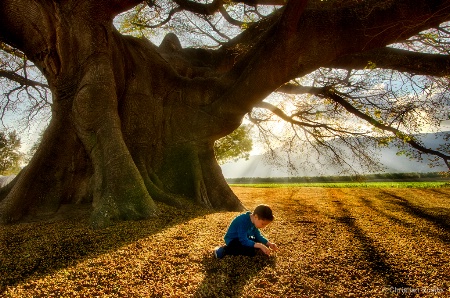 Tree protection