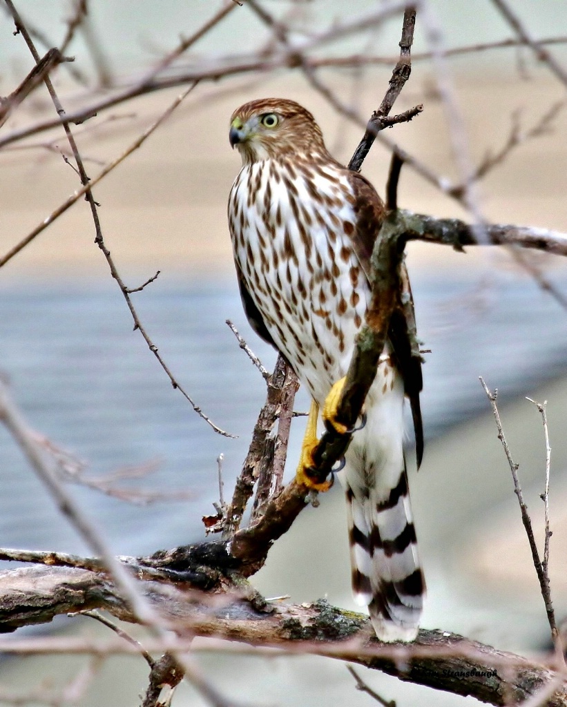 Cooper's Hawk