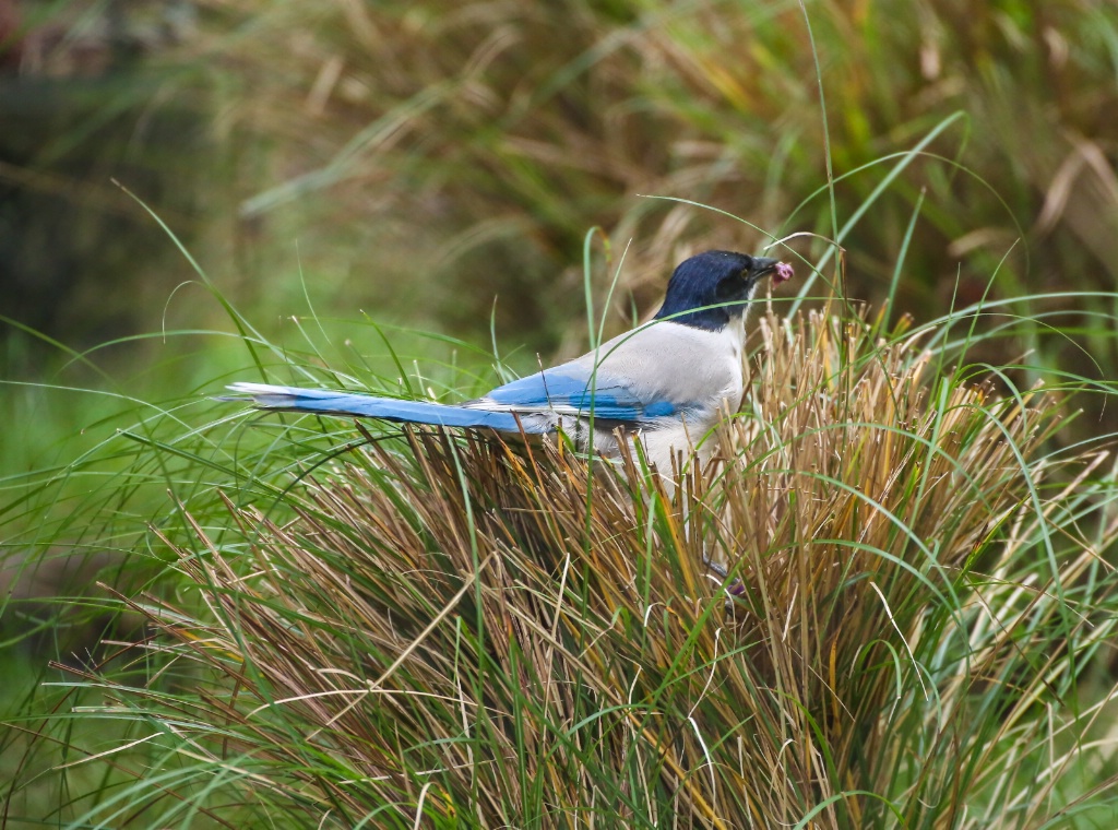 Iberian magpie