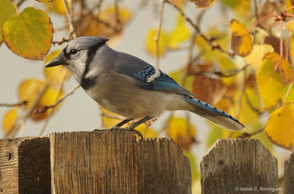 Blue Jay on Fence