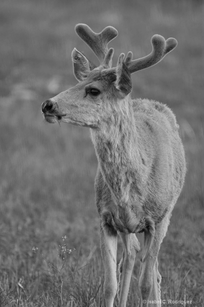 Young Velvet BW