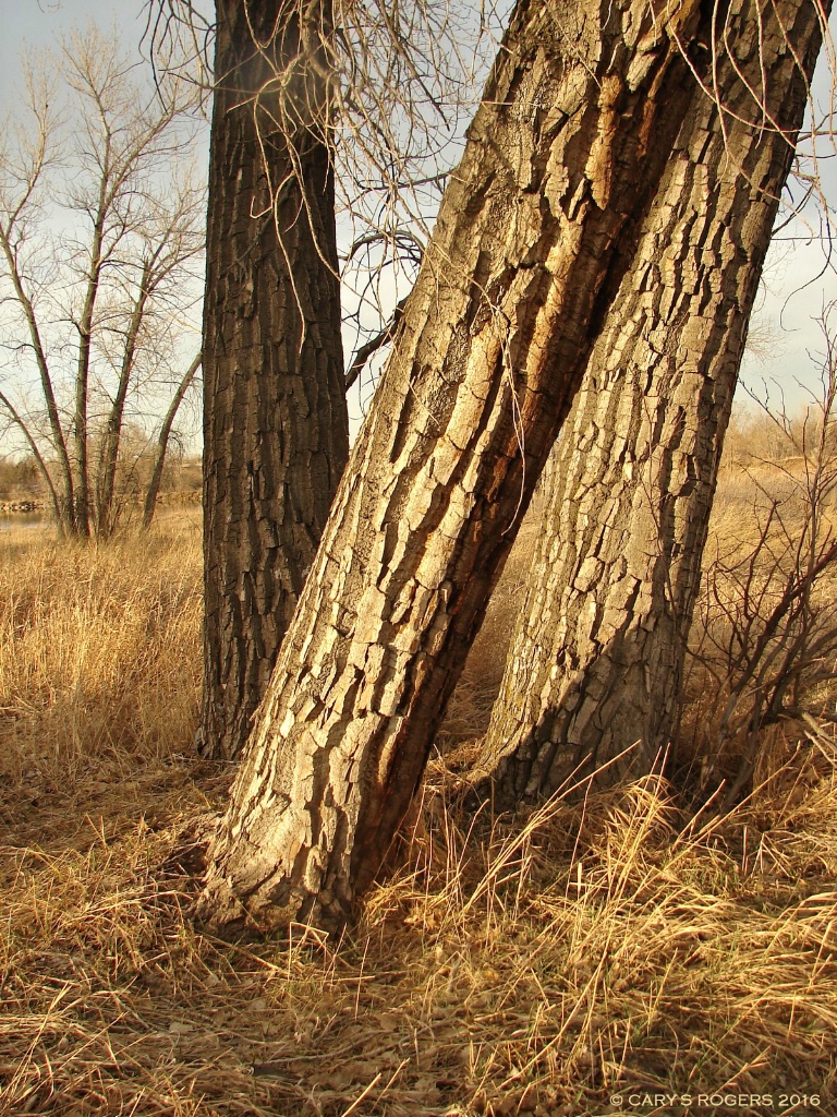 Three Trunks in a Field in Late Afternoon