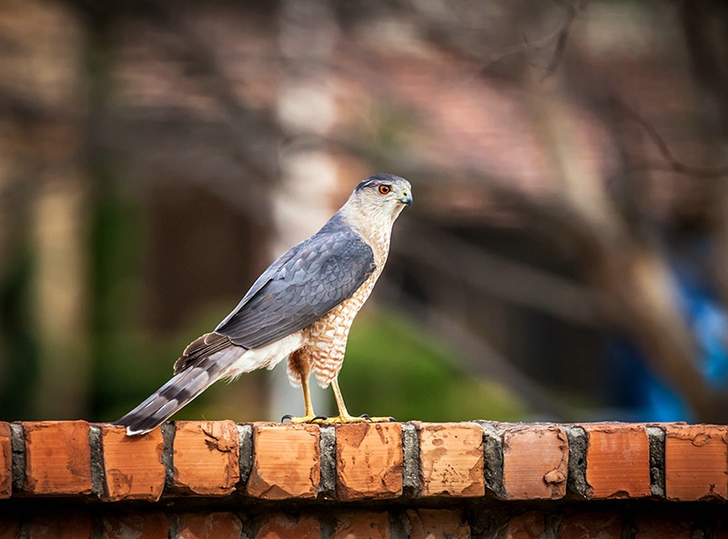 Raptor - ID: 15491649 © Jeff Robinson