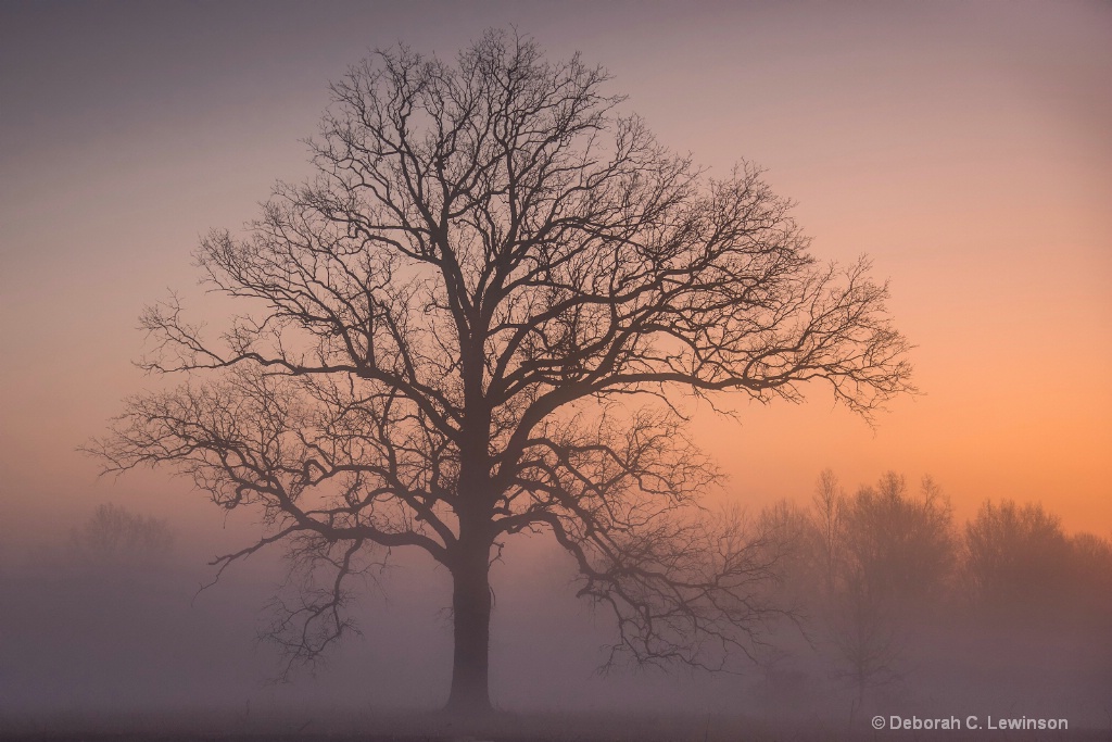 Great Swamp Dawn