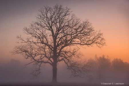 Great Swamp Dawn