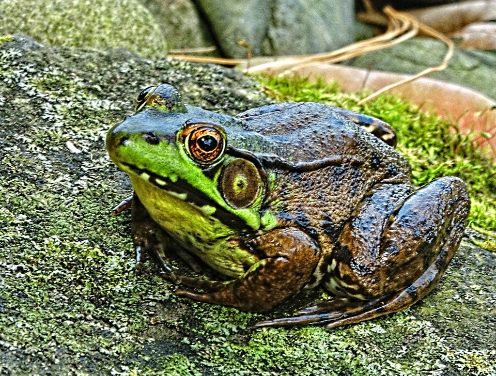 Do Frogs Have Teeth?