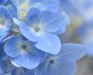 Hydrangea Blue