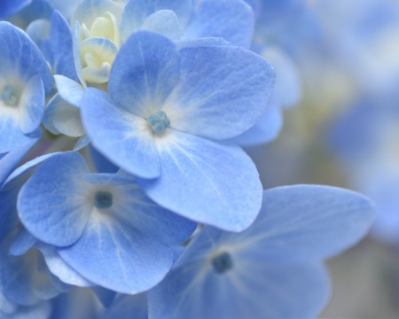 Hydrangea Blue