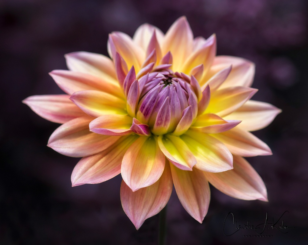 Dahlia 