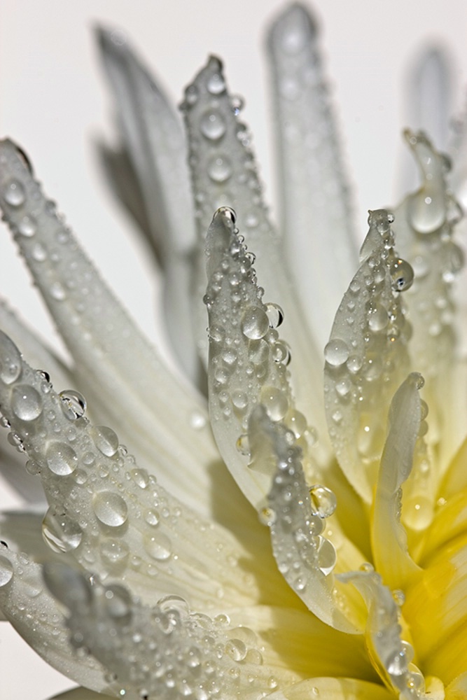 White Petals