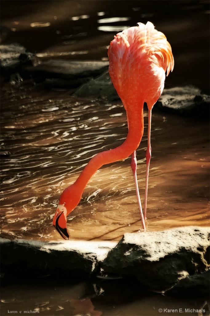 flamingo forage - ID: 15491720 © Karen E. Michaels