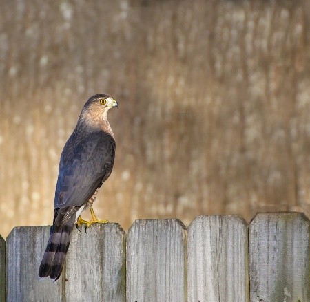 Coopers Hawk