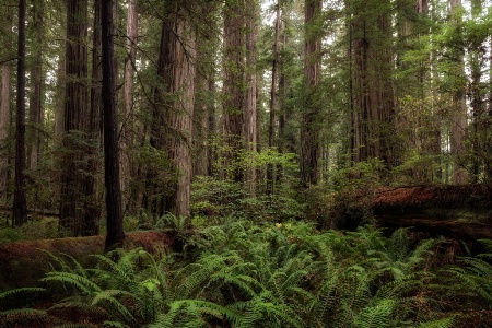 Ferns Beneath the Redwoods