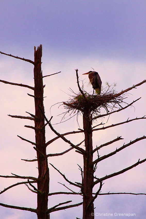 Heron at Dusk