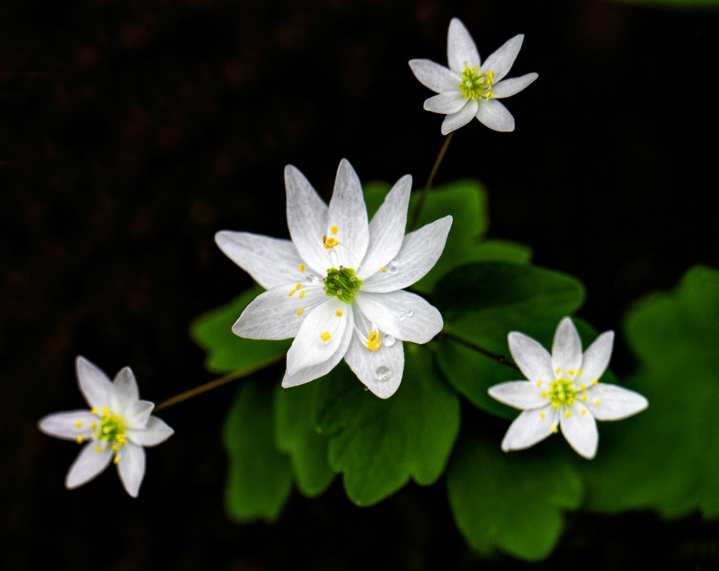 Rue Anemone    