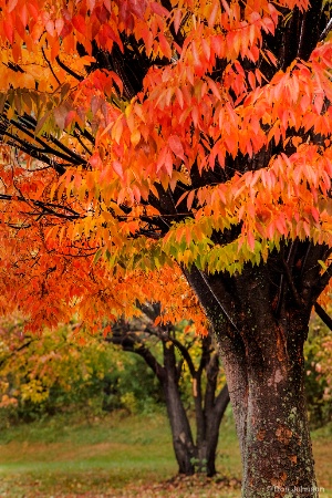 Two Fall Trees 11-12-17 004