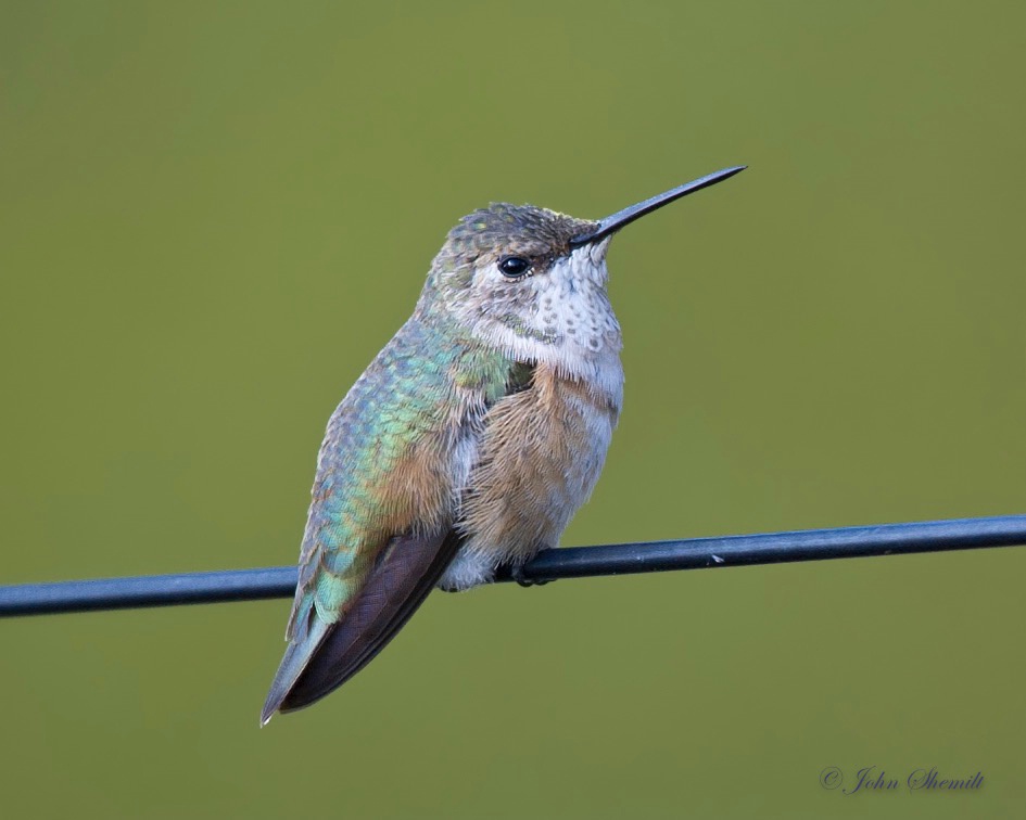 Rufous Hummingbird - Nov 11th, 2011 - ID: 15492704 © John Shemilt