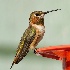 © John Shemilt PhotoID# 15492705: Rufous Hummingbird - Nov 27th, 2011