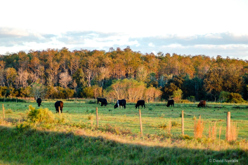 Grazing The Open Lands