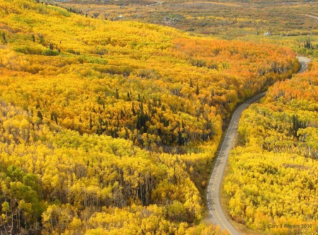 Road Through the Aspen Trees