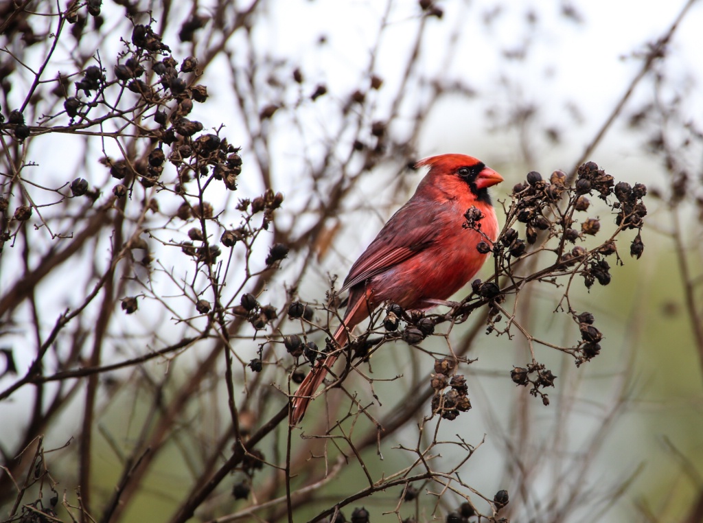 Cardinal 