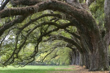 Southern Trees